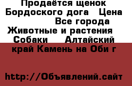 Продаётся щенок Бордоского дога › Цена ­ 37 000 - Все города Животные и растения » Собаки   . Алтайский край,Камень-на-Оби г.